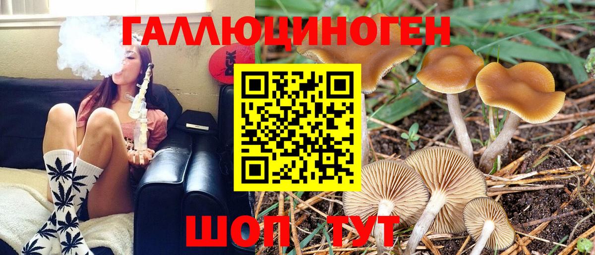 Псилоцибиновые грибы Psilocybine cubensis Курск